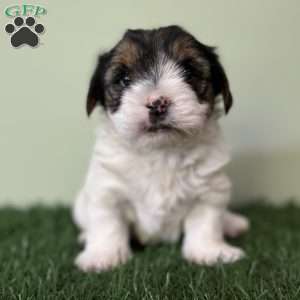 Carson, Biewer Terrier Puppy